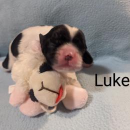 Cocker Spaniel Puppies from Carey's Cocker Spaniels