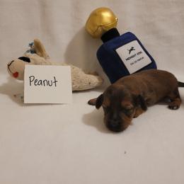 Peanut (chiweenie) - Sable male Dachshund puppy in Pinson, Alabama from Sweet Honey Bunn Hounds