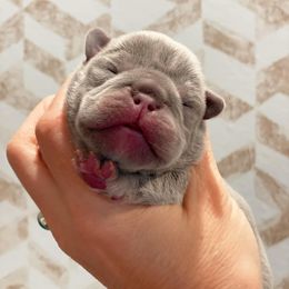 Boy 2 - French Bulldog puppy in New York from Lady French