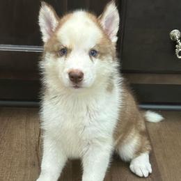 Nakita - Red and white female Siberian Husky puppy in Summerville, South Carolina from Carolina Husky Lodge