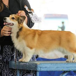Potato - Pembroke Welsh Corgi