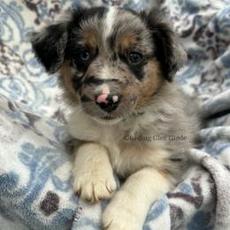 Prince - Blue merle male Miniature Australian Shepherd puppy in Millington, Tennessee from Goading Glee Glade