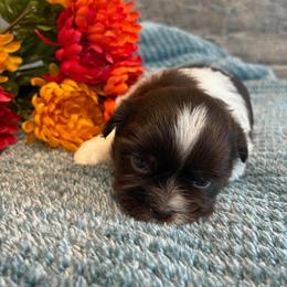 Coconut - Sable and white female Shih Tzu puppy in Osseo, Michigan from Paws in the Country
