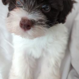 Havanese Puppies from Havanese Puppies of Austin Texas