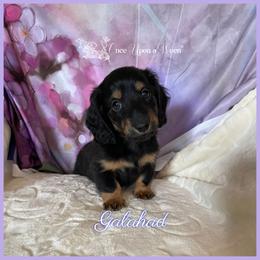 Galahad of Camelot (AKC Registered Name) - Black and tan male Dachshund puppy in Scappoose, Oregon from Once Upon a Ween