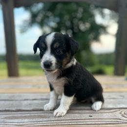 Cowgirl - Black tri female Miniature Australian Shepherd puppy in Doddridge, Arkansas from Huddleston Farm