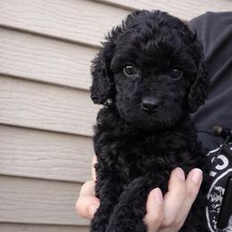 Atlas - Black male Cavapoo puppy in Battle Lake, Minnesota from Panda Puppies