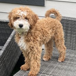 Lucy Lou - Cavapoo