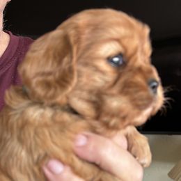 Cavalier King Charles Spaniel Puppies from Crosby's Cavaliers