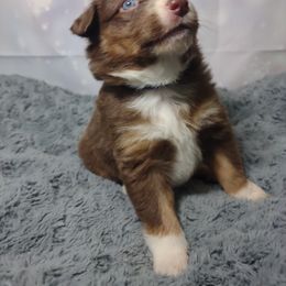Miniature Australian Shepherd and Toy Australian Shepherd Puppies from Badlands Toy and Mini Aussies