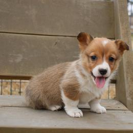 Twix - Red female Pembroke Welsh Corgi puppy in Paradise, Texas from Corgis in Paradise