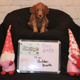 Goldendoodle and Poodle Puppies from Partridge Doodles and Poodles