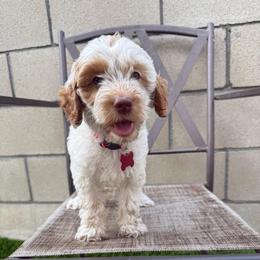 Red collar - Tri-color female Australian Labradoodle puppy in Fontana, California from Grammy's Puppy Love doodles and poodles