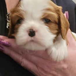 Blenheim Girl 1 - Blenheim female Cavalier King Charles Spaniel puppy in Meridian, Idaho from Reflection Cavaliers