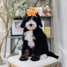 Sky - Tri-color female Bernedoodle puppy in Murray, Utah from Sun Valley Doodles