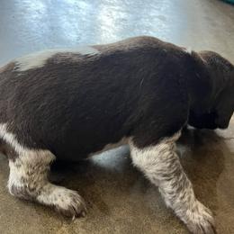 Boy 4 - Liver and white male German Shorthaired Pointer puppy in Beaverdam, Virginia from Harts Hill Kennel