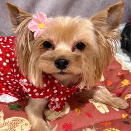 Zoey - Blue and gold female Yorkshire Terrier puppy in San Diego, Temecula, Ontario, California from Yorkie & Maltese Royalty