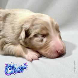 CHER - Red Merle Female - Red merle female Australian Shepherd puppy in Gainesville, Texas from Lady Luck Aussies