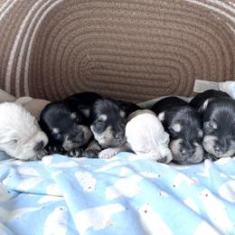 Miniature Schnauzer puppies from Clay Hill Kennels