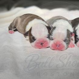 Glory - Red female Boston Terrier puppy in Lead Hill, Arkansas from Bull Shoals Bostons