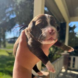 Fairy Dust - Brown and white female Aussiedoodle puppy in Columbia Falls, Montana from Firefly Aussies & Aussiedoodles