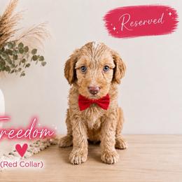 Red Boy with white markings - Red  male Goldendoodle puppy in Midlothian, Virginia from RVA DOODLES, LLC