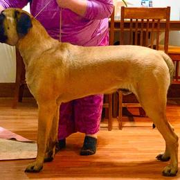 Mastiff All Grown Up from Rahas Mastiffs