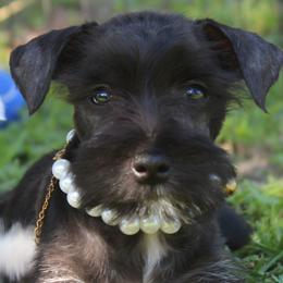 Vet checked Black Girl 1 - Black female Miniature Schnauzer puppy in Spring Hill, Florida from Suncoast Miniature Schnauzers