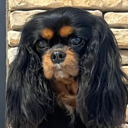 Maddie - Cavalier King Charles Spaniel