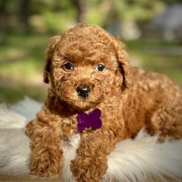 Paprika - Red  female Poodle puppy in Palm Beach County, Florida from Benji’s Cockapoos