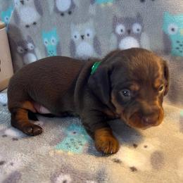CKC boy 1 - Chocolate and tan male Dachshund puppy in Grand Valley, Pennsylvania from Dachshunds on the Hill