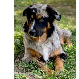 Credence Clearwater (Creed) - Blue merle male Australian Shepherd puppy in Mid West, Illinois from Water's Edge Aussies