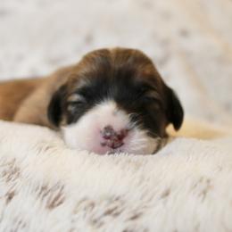 Rose (fluffy) - Red female Pembroke Welsh Corgi puppy in Goliad, Texas from Rogers’ Fluffy Butt Corgis
