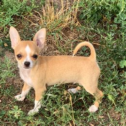 Chihuahuas from Schafer's AKC Chihuahuas and Collies