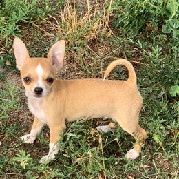 Chihuahuas from Schafer's AKC Chihuahuas and Collies