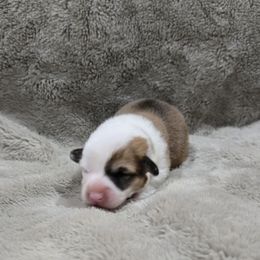 No Collar Female - Red female Pembroke Welsh Corgi puppy in Tenino, Washington from LoneStar Corgis NW