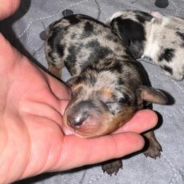 AKC Chip - Dapple male Dachshund puppy in Knoxville, Tennessee from Thea's Puppies