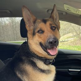 German Shepherds from Parsons German Shepherds