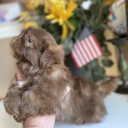 Boy 1 - Chocolate male Shih Tzu puppy in Troy, Michigan from "Shihtzu Best Friend"