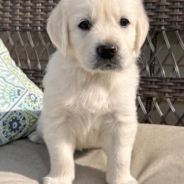 Golden Retriever Puppies from Golden’s of Remington Fields
