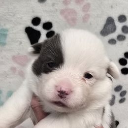 MARGO-TAIL INTACT - Gray and white female American Corgi puppy in Walker, Iowa from Double K Corgis