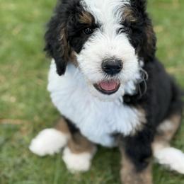Colin - Boy 2 - Tri-color male Bernedoodle puppy in Bellville, Ohio from Bernedoodle Buddies