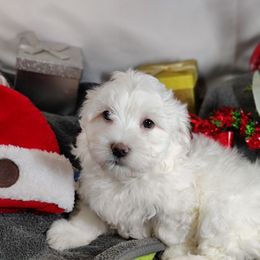 Saxton: OFA and CHIC sire - White male Coton de Tulear puppy in Westfield, North Carolina from Legacy Pets
