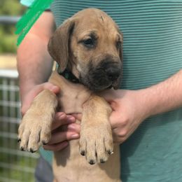 Hydrus - Fawn male Great Dane puppy in Ocala, Florida from Cloud9 Bedlingtons and Argos Danes