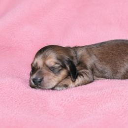 Trixie - Cream female Dachshund puppy in Augusta, Georgia from Cherokee Hill Dachshunds