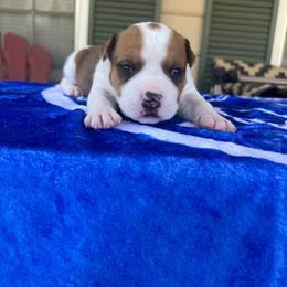 Jameson - Red male American Staffordshire Terrier puppy in Marietta, Georgia from Ambition Amstaffs
