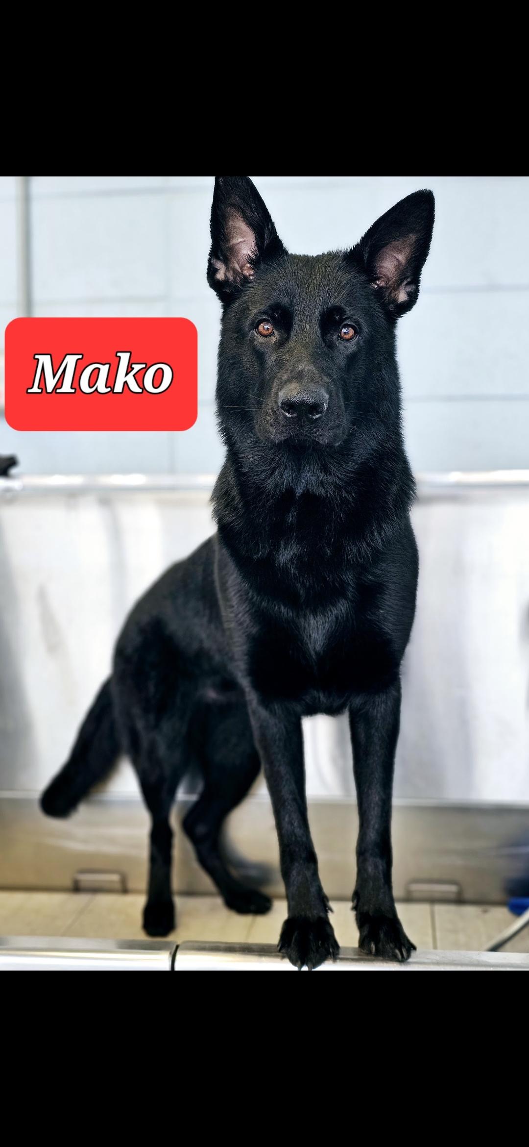 Mako