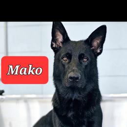 Mako - German Shepherd