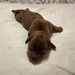 Boy 3 - Dapple male Dachshund puppy in Surprise, Arizona from Mighty Little Dachshunds
