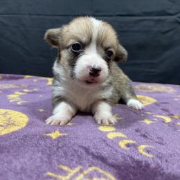 Sneezy - Red male Pembroke Welsh Corgi puppy in Barstow, California from Caldwell’s Corgis of Southern California